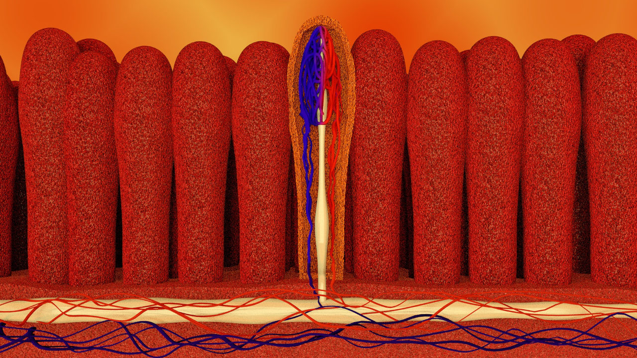 Heilpraktiker Reizdarm-Syndrom, Dünndarm Zotten