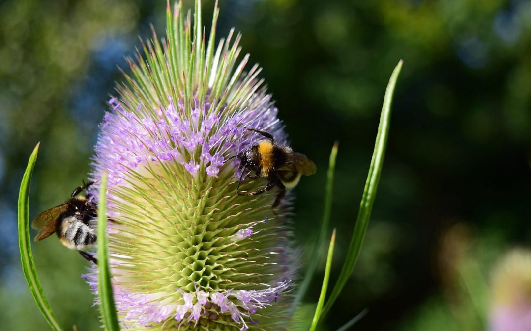 Borreliose Therapie, Heilpfanzen, Naturheilkunde