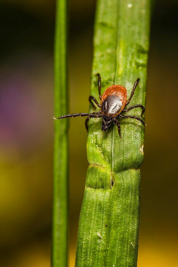Borreliose Therapie, Heilpraktiker Rosenheim, Zeckenbiss
