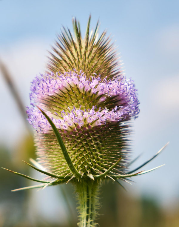 Heilpflanzen Borreliose, Wilde Karde, Heilpraktiker Landkreis Rosenheim